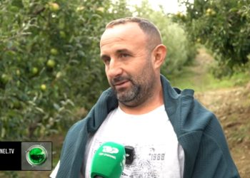 Mollë të shumta, por pak punëtorë në Elbasan: Rrëfimi i bujkut që u rikthye nga Greqia për të punuar tokën e tij – sfidat e bujqësisë.