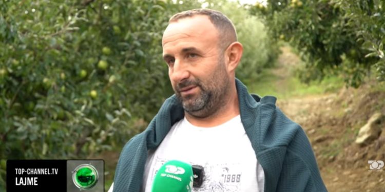 Mollë të shumta, por pak punëtorë në Elbasan: Rrëfimi i bujkut që u rikthye nga Greqia për të punuar tokën e tij – sfidat e bujqësisë.