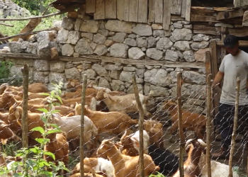 Murtaja vrau 2165 dele e dhi; nuk ka vatra aktive, por blegtorët ende presin dëmshpërblimin.