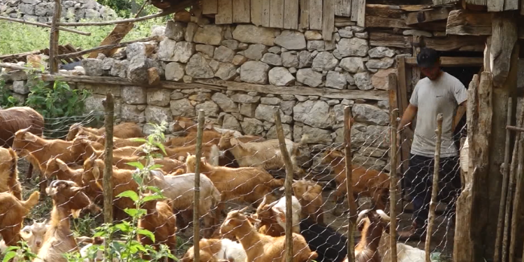 Murtaja vrau 2165 dele e dhi; nuk ka vatra aktive, por blegtorët ende presin dëmshpërblimin.