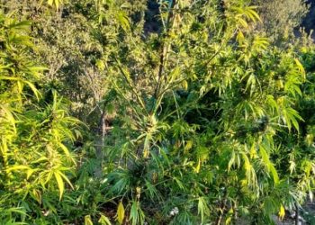 Operacion i përbashkët policor zbardh dhe sekuestrohet një sasi prej 1650 rrënjëve kanabis në kufirin mes Greqisë dhe Shqipërisë.