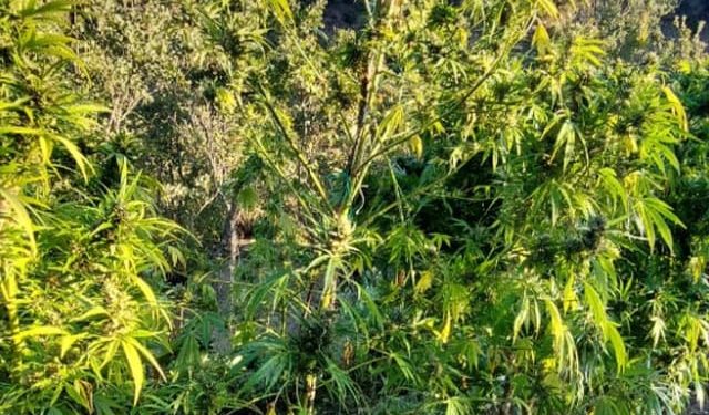 Operacion i përbashkët policor zbardh dhe sekuestrohet një sasi prej 1650 rrënjëve kanabis në kufirin mes Greqisë dhe Shqipërisë.