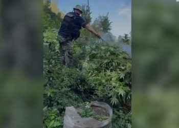 Pesë kryetarë fshatrash nën hetim për shpërdorim detyre, pasi kultivonin mijëra bimë kanabisi.