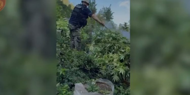 Pesë kryetarë fshatrash nën hetim për shpërdorim detyre, pasi kultivonin mijëra bimë kanabisi.