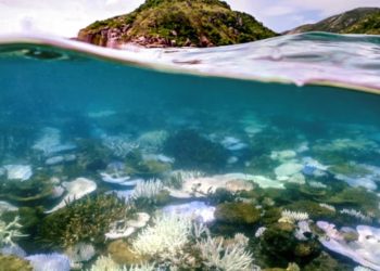 Raporti: Toka ka arritur një fazë kritike në lidhje me ndryshimet klimatike, ndërsa shkëmbinjtë koralorë po shuhen me një ritëm alarmant.