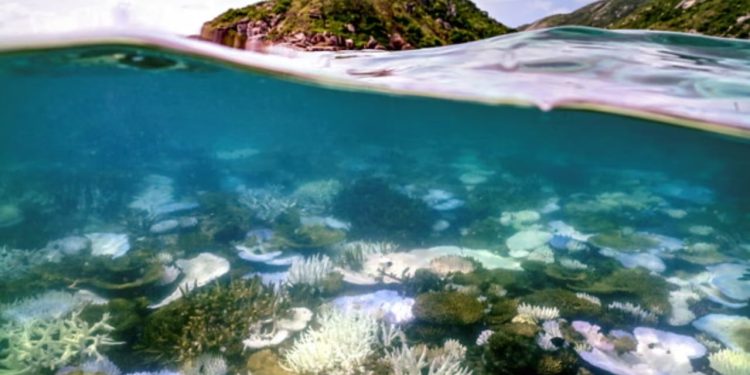 Raporti: Toka ka arritur një fazë kritike në lidhje me ndryshimet klimatike, ndërsa shkëmbinjtë koralorë po shuhen me një ritëm alarmant.