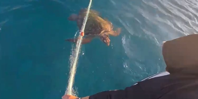 Rreziku për jetën marine, aktivistët intervenojnë për tëudhëhequr breshkën detare të bllokuar në rrjeta.