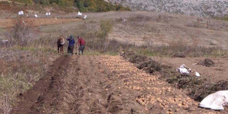 Stëbleva, fshati me prodhim 10 mijë ton patate, ofron llojin më të kërkuar, ndërsa çmimi i shitjes mbetet i ulët.