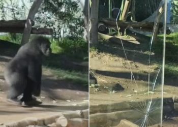 Video/ Gorila arrin të kalojë barrierën e xhamit në kafazin e tij në Kopshtin Zoologjik të San Diegos