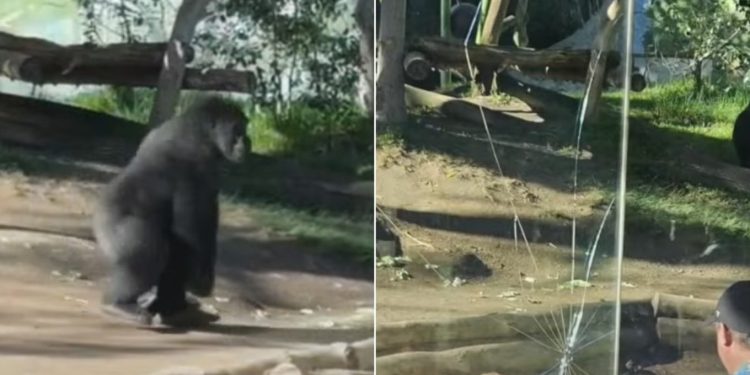Video/ Gorila arrin të kalojë barrierën e xhamit në kafazin e tij në Kopshtin Zoologjik të San Diegos
