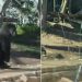 Video/ Gorila arrin të kalojë barrierën e xhamit në kafazin e tij në Kopshtin Zoologjik të San Diegos