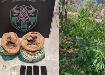 Zbulohet një sipërfaqe e mbjellë me drogë në Greqi, arrestohen dy shqiptarë.