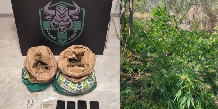 Zbulohet një sipërfaqe e mbjellë me drogë në Greqi, arrestohen dy shqiptarë.