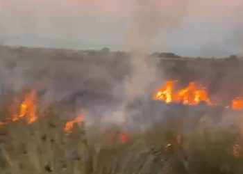 Zjarr në pyllin e Hidrovorit në Novoselë, zjarrfikësit ndërhynë për të penguar përhapjen e flakëve.