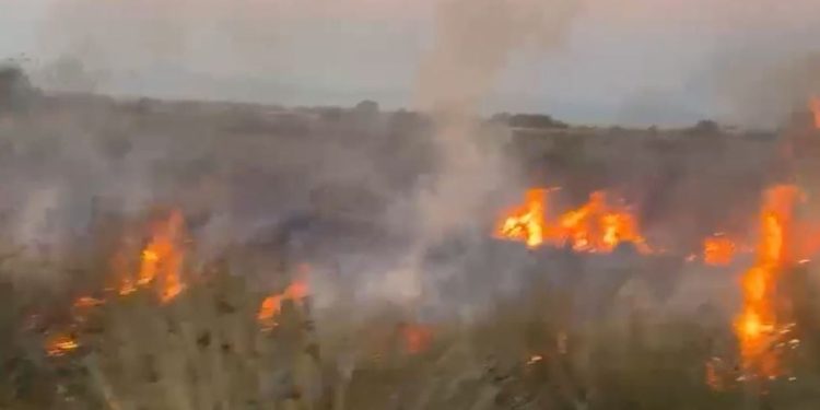 Zjarr në pyllin e Hidrovorit në Novoselë, zjarrfikësit ndërhynë për të penguar përhapjen e flakëve.