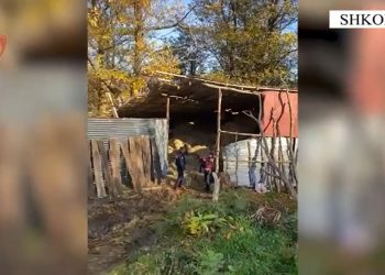 Arrestohet 36-vjeçari organizator dhe 6 punonjësit e tij për përpunimin e kanabisit me qëllim shitje në një banesë në Shkodër.