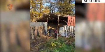 Arrestohet 36-vjeçari organizator dhe 6 punonjësit e tij për përpunimin e kanabisit me qëllim shitje në një banesë në Shkodër.