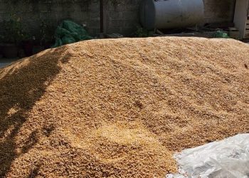 Bllokimi i 420 ton misri në Han i Hotit, dyshohet se përmban substanca toksike kancerogjene, duke paraqitur rrezik për shëndetin e kafshëve dhe njerëzve.