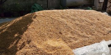 Bllokimi i 420 ton misri në Han i Hotit, dyshohet se përmban substanca toksike kancerogjene, duke paraqitur rrezik për shëndetin e kafshëve dhe njerëzve.