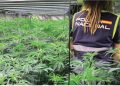 Kultivonin bimë narkotike në katër qytete, goditet grupi shqiptar në Spanjë, shkatërrohen katër plantacione