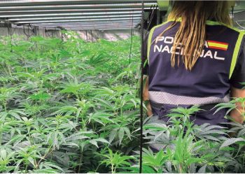Kultivonin bimë narkotike në katër qytete, goditet grupi shqiptar në Spanjë, shkatërrohen katër plantacione