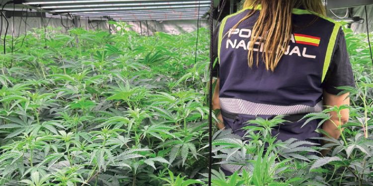 Kultivonin bimë narkotike në katër qytete, goditet grupi shqiptar në Spanjë, shkatërrohen katër plantacione