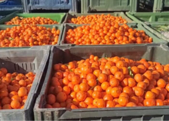 Alarm ushqimor/ 700 kg mandarina me pesticide në treg, AKU pa pistë për burimin