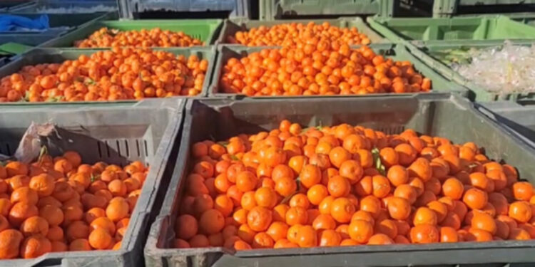 Alarm ushqimor/ 700 kg mandarina me pesticide në treg, AKU pa pistë për burimin