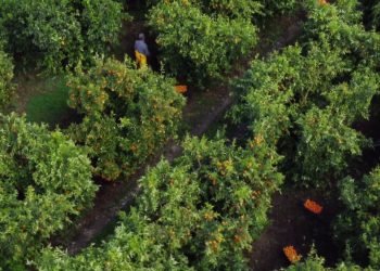 “Mandarinat janë të sigurta”, fermerët e Xarrës në Sarandë preken nga informacionet mbi pesticide në agrume.