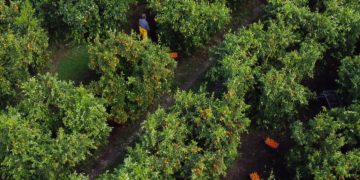 “Mandarinat janë të sigurta”, fermerët e Xarrës në Sarandë preken nga informacionet mbi pesticide në agrume.