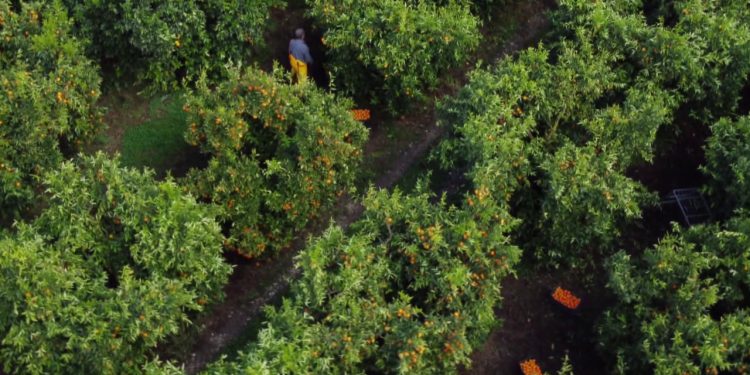 “Mandarinat janë të sigurta”, fermerët e Xarrës në Sarandë preken nga informacionet mbi pesticide në agrume.