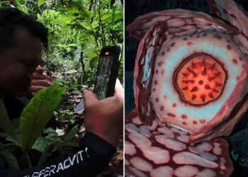 Një shkencëtar zbulon një nga bimët më të rralla në botë në Sumatra, e cila e emocionoi atë deri në lot.