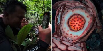 Një shkencëtar zbulon një nga bimët më të rralla në botë në Sumatra, e cila e emocionoi atë deri në lot.