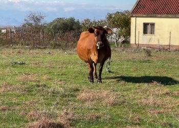Numri i kafshëve të egra është në rritje, ndërsa banorët e Malësisë së Madhe raportojnë dëme në bagëti.
