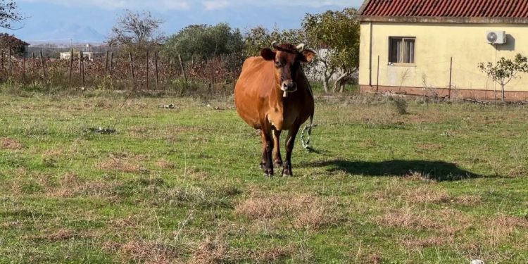 Numri i kafshëve të egra është në rritje, ndërsa banorët e Malësisë së Madhe raportojnë dëme në bagëti.