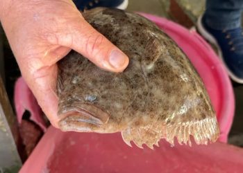 Peshq të veçantë në Vlorë: Peshkatarët tregojnë se ndryshimet vijnë për shkak të ngrohjes së detit