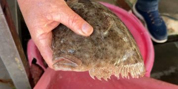 Peshq të veçantë në Vlorë: Peshkatarët tregojnë se ndryshimet vijnë për shkak të ngrohjes së detit