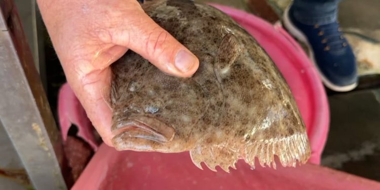 Peshq të veçantë në Vlorë: Peshkatarët tregojnë se ndryshimet vijnë për shkak të ngrohjes së detit