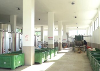 Pesticidet ndikojnë në eksport, kultivuesit e ullirit shprehin pakënaqësi për situatën e vitëve të fundit