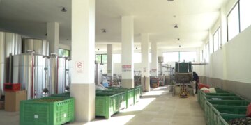 Pesticidet ndikojnë në eksport, kultivuesit e ullirit shprehin pakënaqësi për situatën e vitëve të fundit