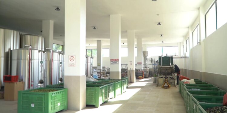 Pesticidet ndikojnë në eksport, kultivuesit e ullirit shprehin pakënaqësi për situatën e vitëve të fundit