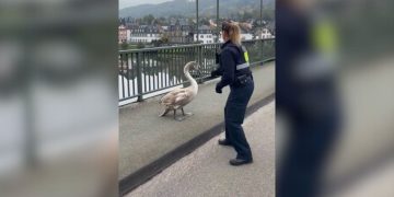 Policia gjermane “kap” një mjellmë në mes të autostradës, videoja që po bëhet virale.