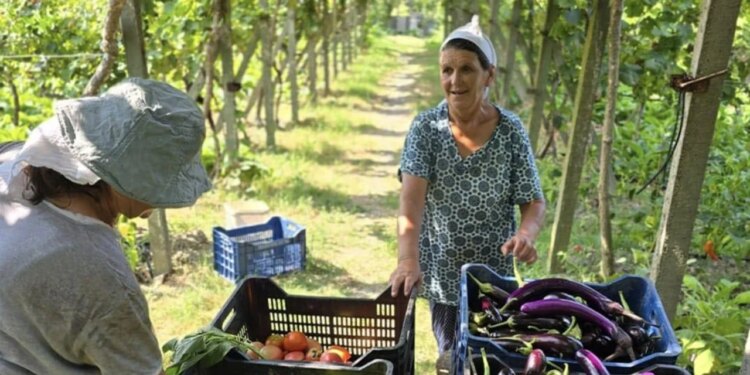 Rama: Recetat tradicionale të gjysheve shqiptare, një aset i rëndësishëm për agroturizmin dhe kulinarinë e vendit, sipas BBC.