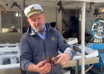 Rritet populata e 'peshkut luan' në Gjirin e Vlorës, kërcënon pushuesit dhe biodiversitetin detar.