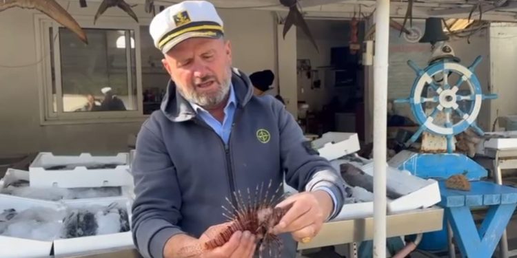 Rritet populata e 'peshkut luan' në Gjirin e Vlorës, kërcënon pushuesit dhe biodiversitetin detar.