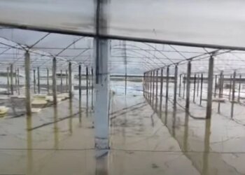 Semanin nuk e kursen Fierin: Zharrëza nën alarm, përmbytjet dëmtojnë dhjetëra hektarë gruri.