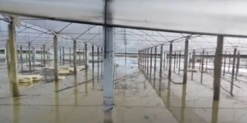 Semanin nuk e kursen Fierin: Zharrëza nën alarm, përmbytjet dëmtojnë dhjetëra hektarë gruri.