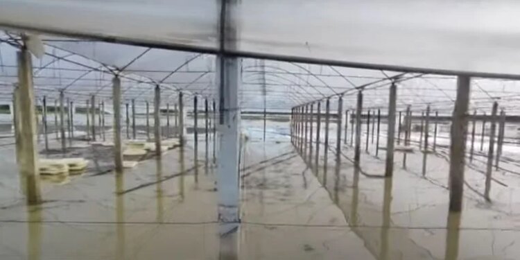 Semanin nuk e kursen Fierin: Zharrëza nën alarm, përmbytjet dëmtojnë dhjetëra hektarë gruri.