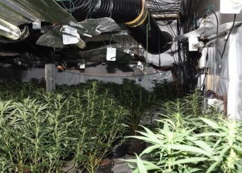 Të arrestuarit dhe fotot/ Policia e Britanisë se Madhe konfiskon 230 bimë kanabis nga katër shqiptarë ndanë një operacioni të suksesshëm.