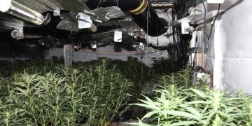 Të arrestuarit dhe fotot/ Policia e Britanisë se Madhe konfiskon 230 bimë kanabis nga katër shqiptarë ndanë një operacioni të suksesshëm.